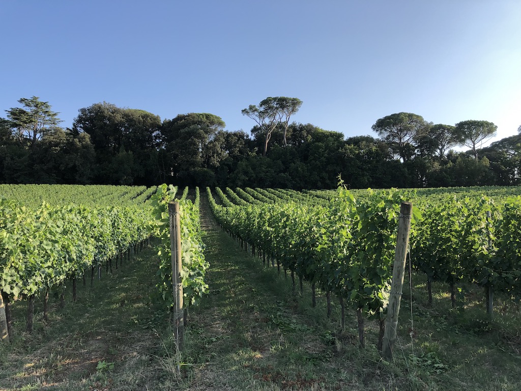 Villa Cosmiana's sangiovese vineyard detail
