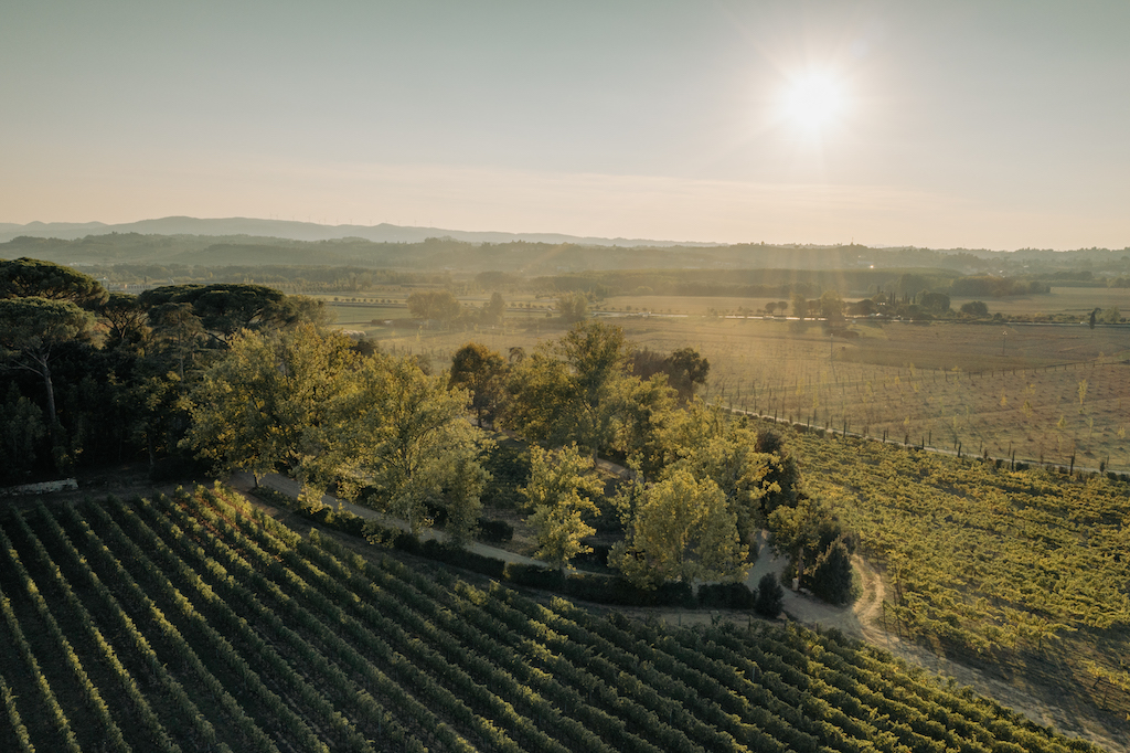 Villa Cosmiana's sangiovese vineyard overview