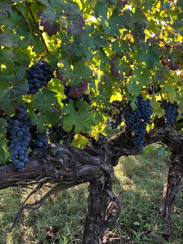 An old vine of Sangiovese